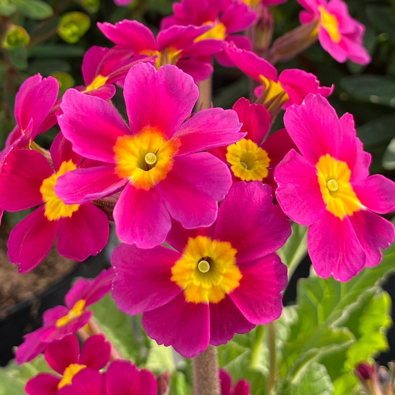 Cluster of bright magenta primula flowers with yellow centers and green leaves