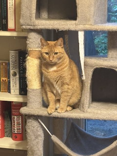Orange tabby cat sitting on a carpeted cat tree with bookshelves in the background