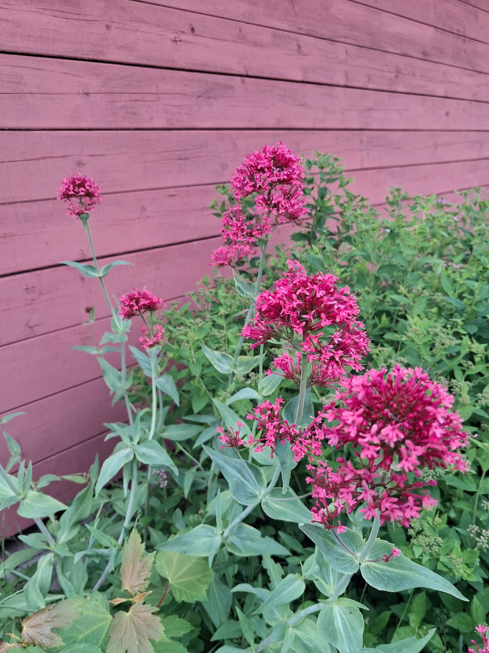 Pink flowers and green foliage growing beside a red wooden wall