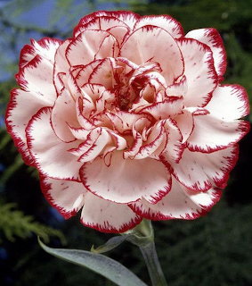 Close-up of a white carnation flower with red-edged ruffled petals against dark green leaves