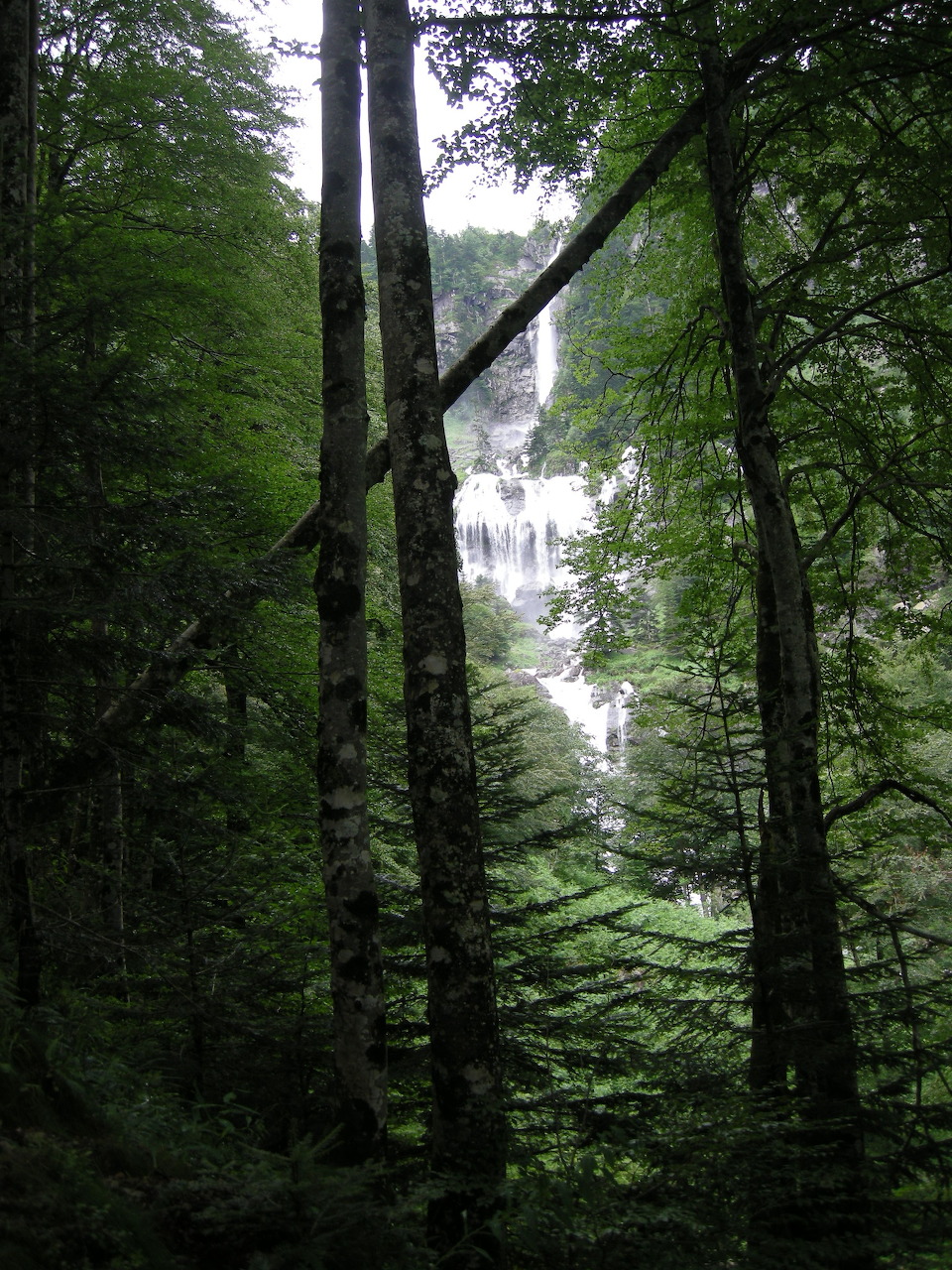 Waterfall visible through tall trees in a dense green forest