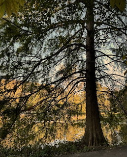 Bald cypress tree with dark trunk and branches against golden autumn leaves and water reflection