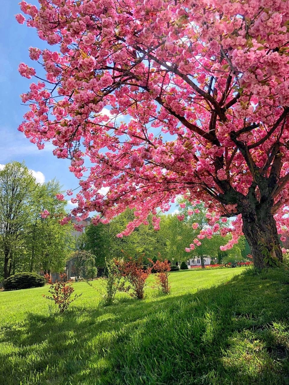 Large pink flowering cherry blossom tree over green lawn with blue sky in background