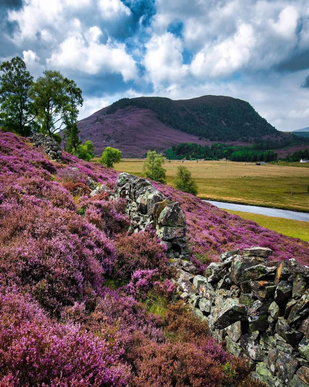 Purple heather blooming along a stone wall in the Scottish Highlands with a hill and valley in the background