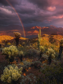 Saguaro cacti in golden light under purple storm clouds with rainbow in Arizona desert