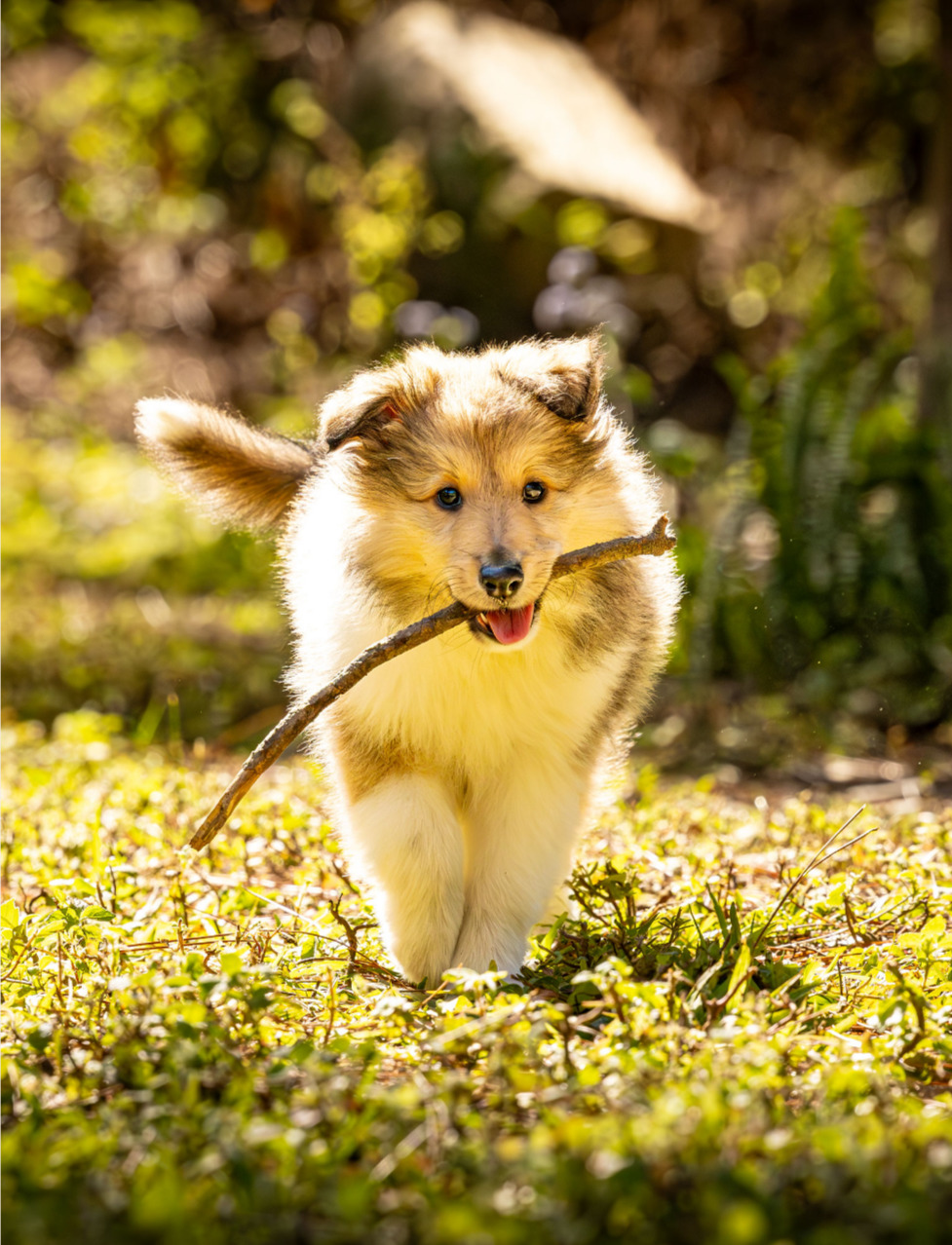 Sheltie Puppy With Stick