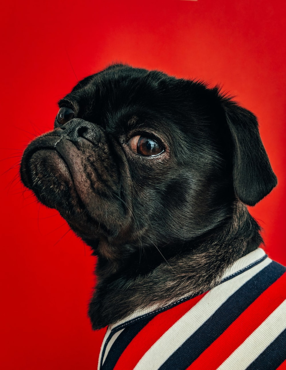 Black pug dog wearing a striped shirt against a red background