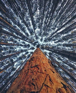 Looking up at a tall pine tree trunk with radiating canopy of surrounding trees against the sky