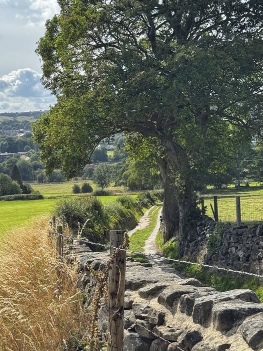 Stone wall path leading through rural countryside with tree and fields