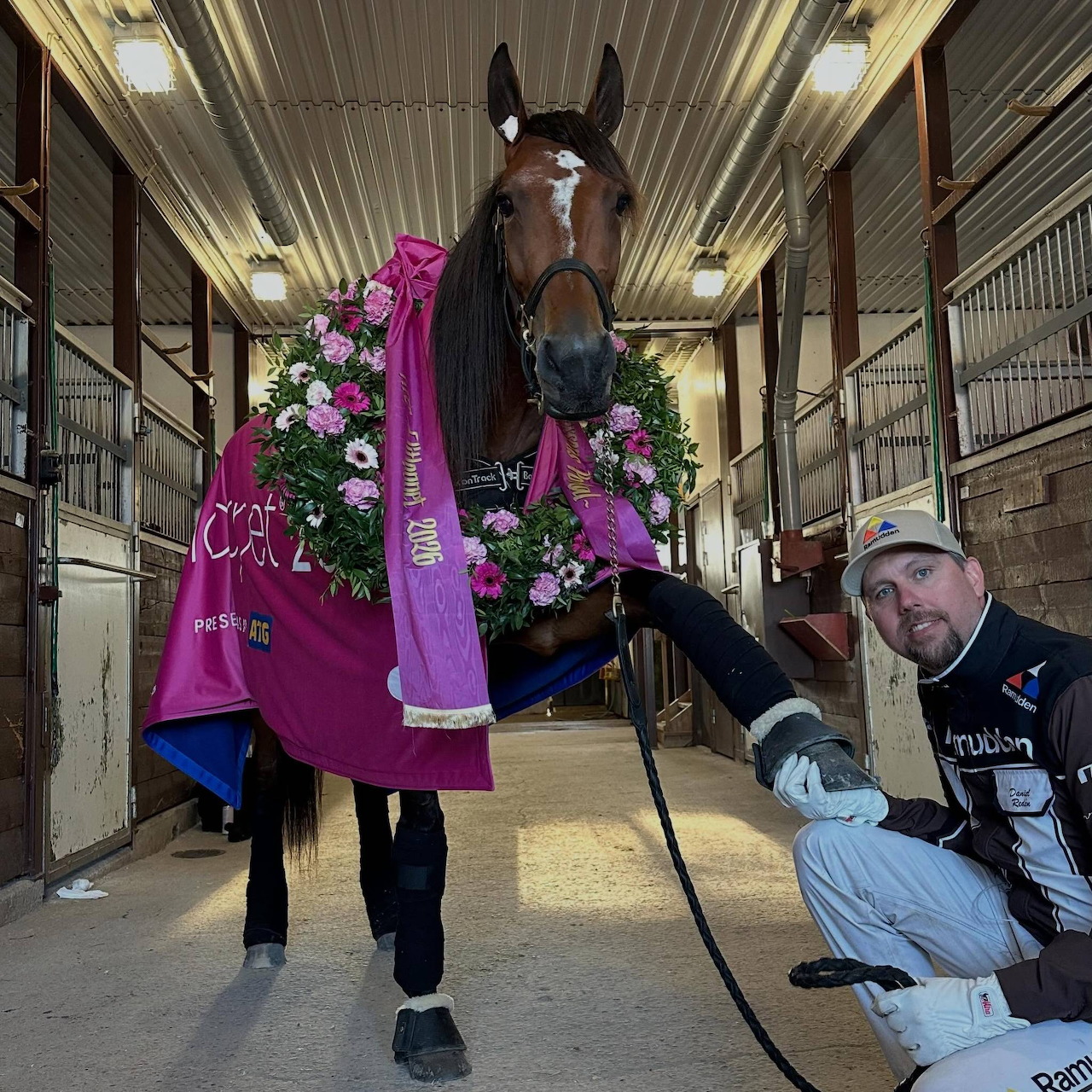 Horse in a stable wearing a pink flowered winner blanket beside a crouching handler