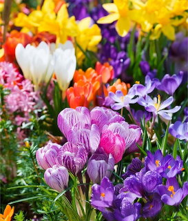 Colorful spring crocuses bloming in purple, pink, yellow, white, and orange in a garden