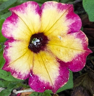 Close-up of a yellow petunia with magenta edges and a dark center among green leaves