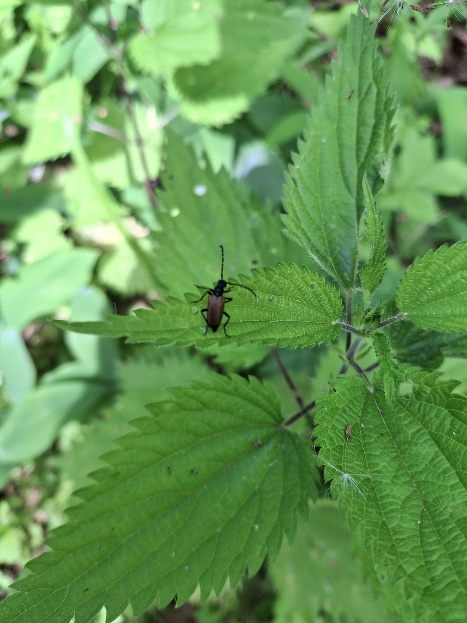 Small black beetle on green serrated leaf