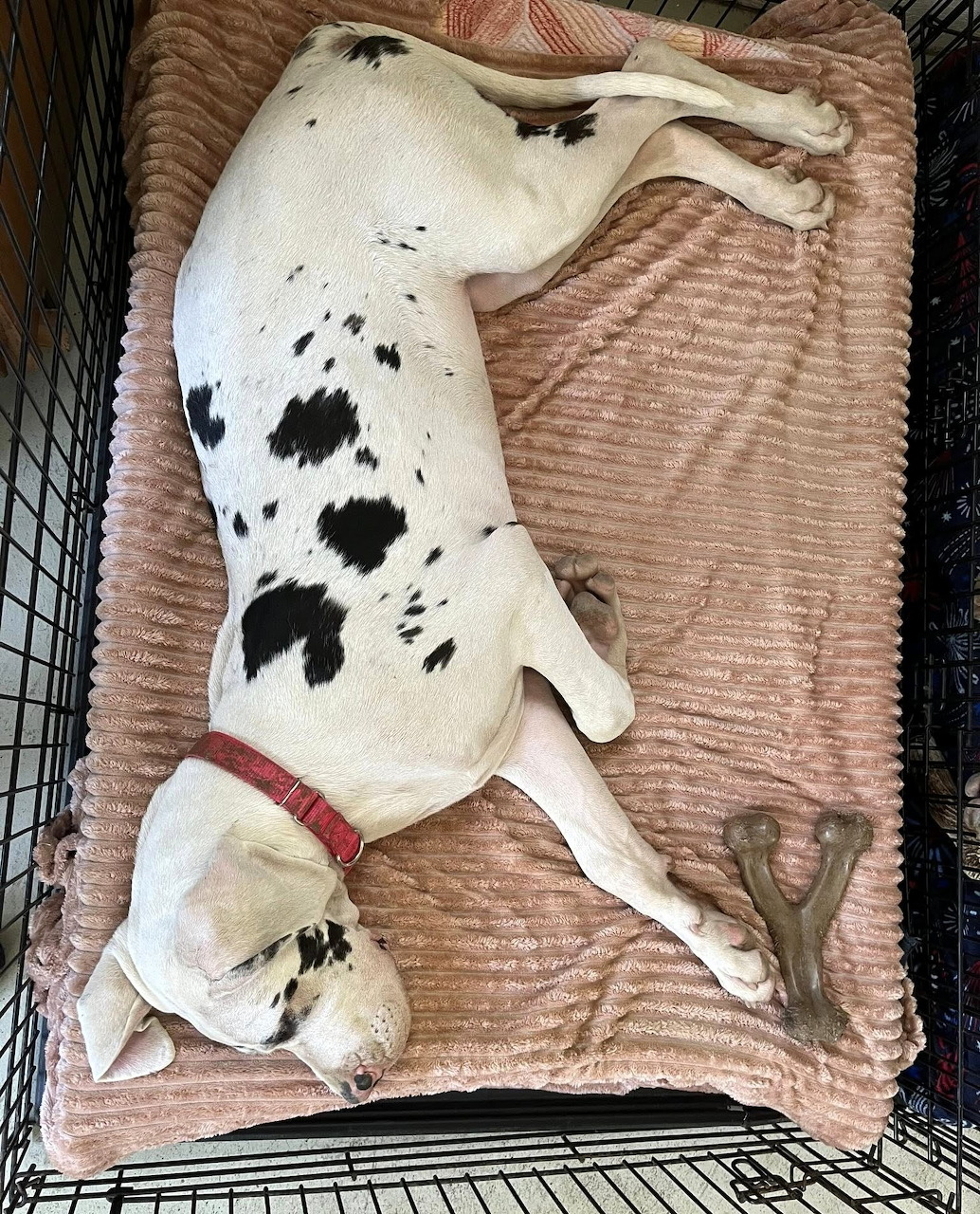 Dalmatian puppy with red collar sleeping on a pink mat inside a dog crate