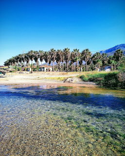 Palm tree lined beach with clear turquoise water and mountains in background