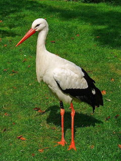 White Stork on Green Grass