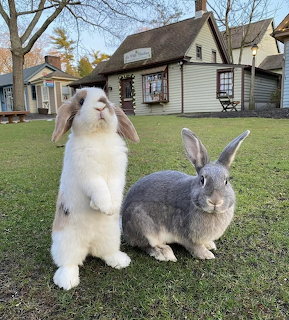Two rabbits on grass in front of houses, one white standing upright, one gray sitting