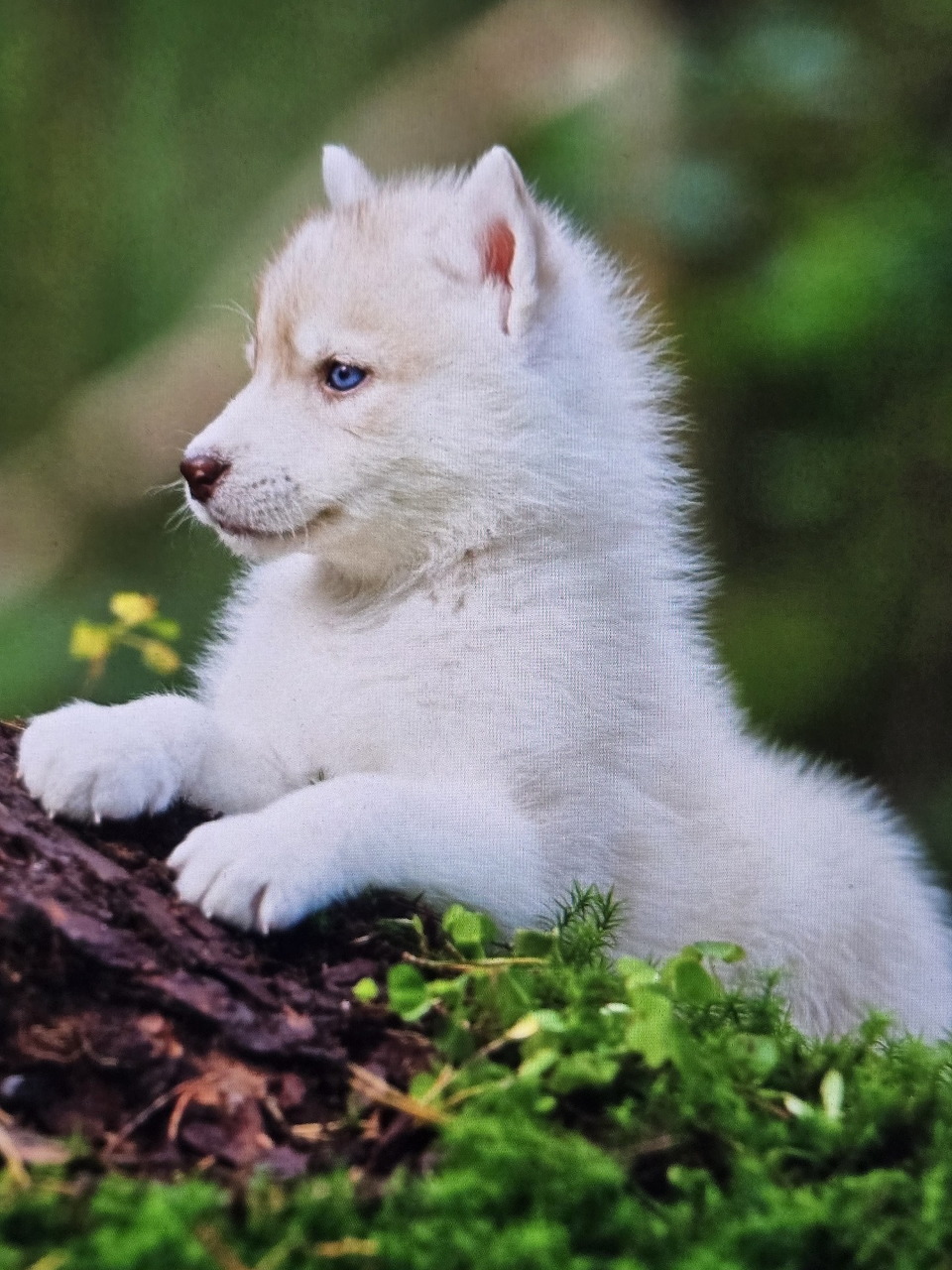 White Husky Puppy