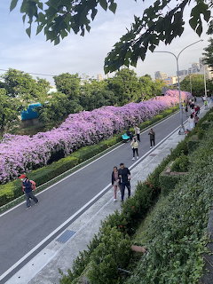 Pink Garlic Vine Flower Walkway