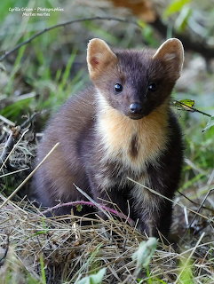 Pine marten with brown fur and yellow chest sitting on forest floor looking at camera