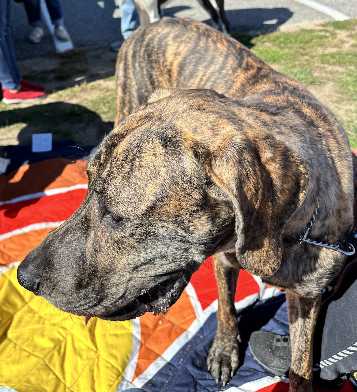 Brindle dog standing on a colorful blanket outdoors with people nearby