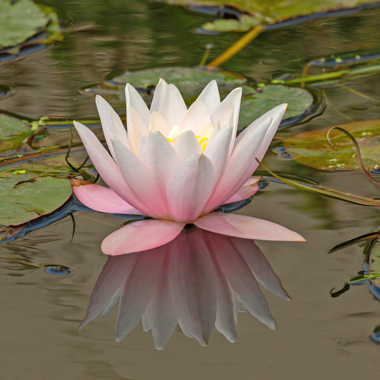 Pink water lily with white petals floating on water with mirror reflection
