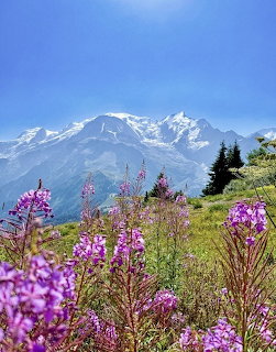 Snow-capped Mont Blanc mountain with purple wildflowers in foreground and blue sky