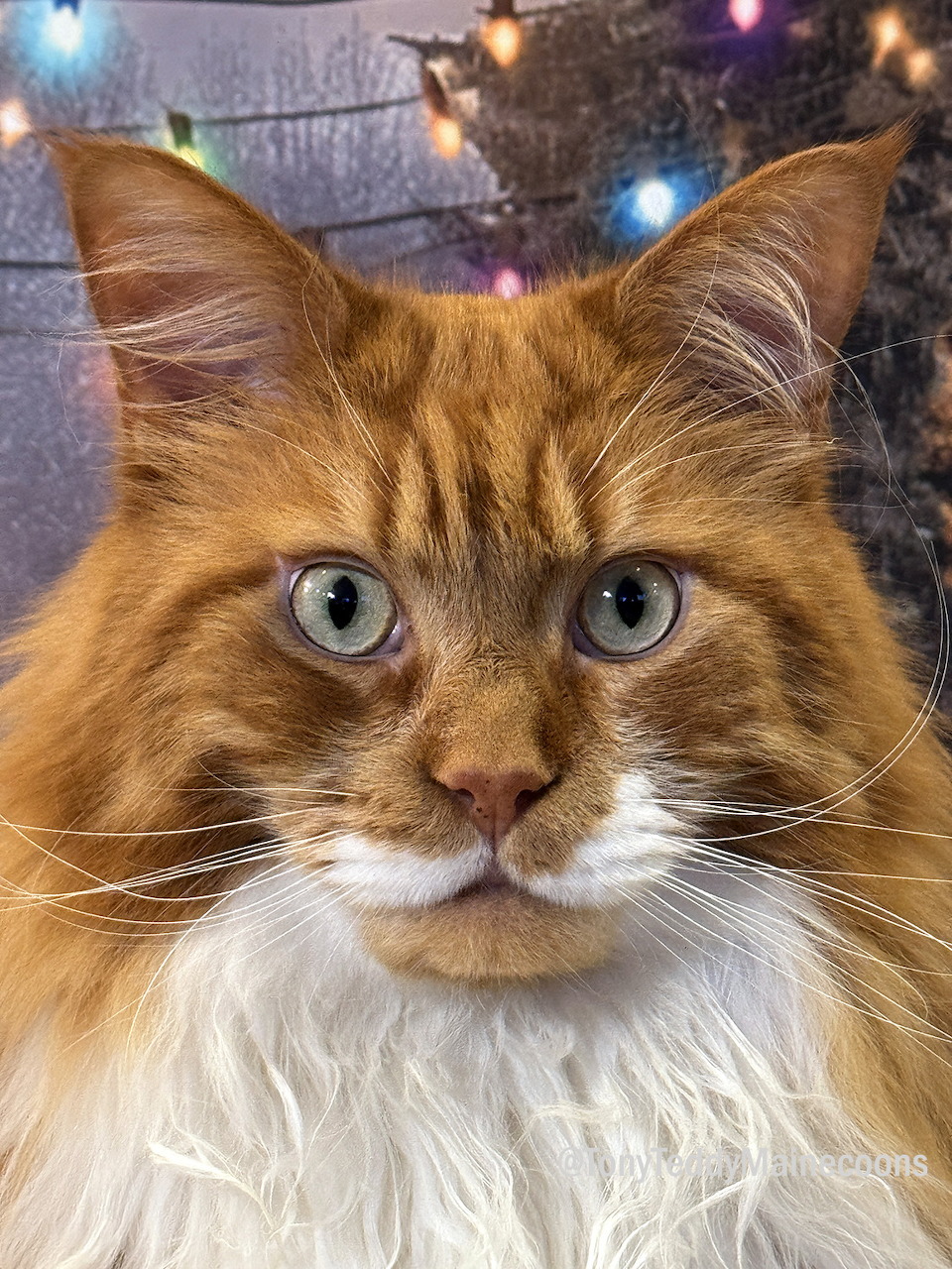 Close-up portrait of an orange Maine Coon cat with green eyes and long whiskers