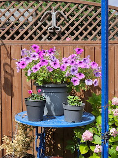 Petunias in Garden Pots