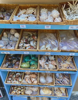 Blue shelves holding baskets of assorted seashells and coral in a shop display