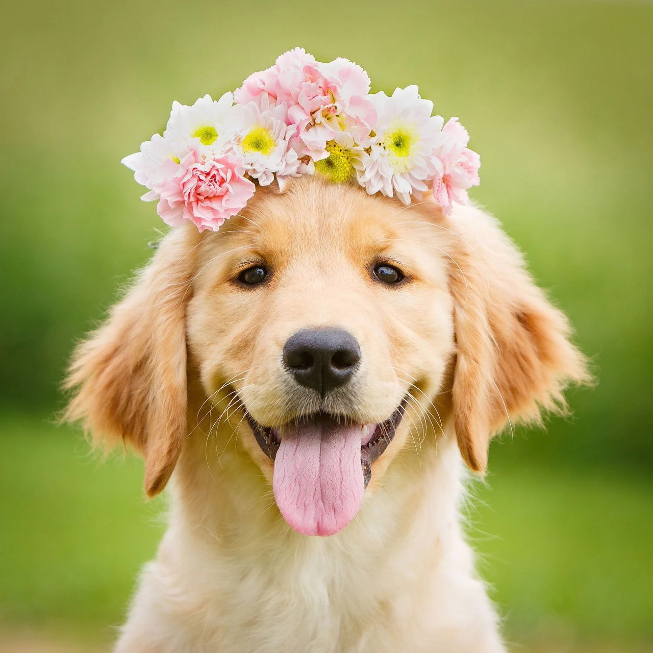 Golden retriever puppy with pink and white flower crown on green background
