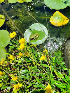 Small frog sitting on a round lilypad in a garden pond with yellow flowers and green vegetation