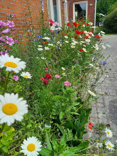 Colorful Garden Flower Border