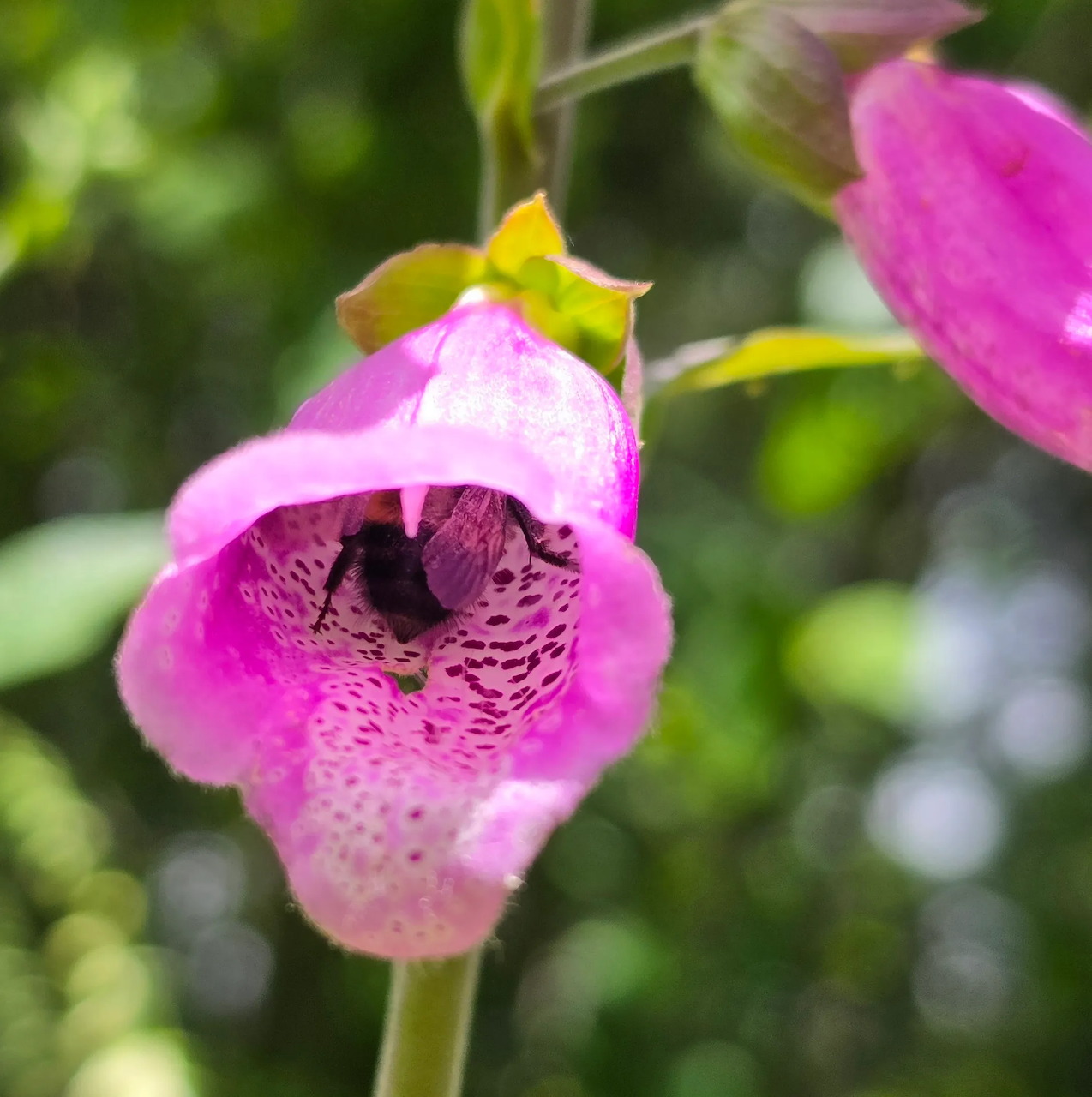 Close-up of a pink foxglove flower with speckled inner petals and a blurred green background.