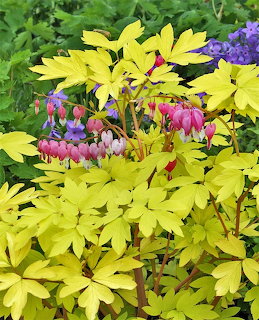 Pink bleeding heart flowers on yellow-green foliage with purple flowers in background