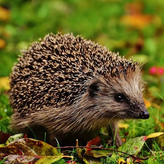 Close-up of a hedgehog walking through grass and leaves