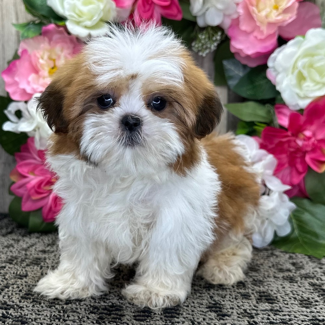 Shih Tzu Pupy With Flowers