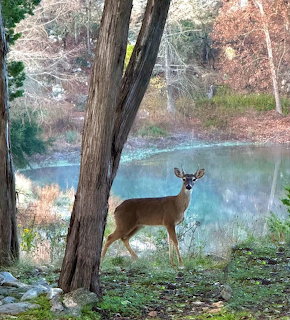 Deer standing near pond with trees in autumn forest setting