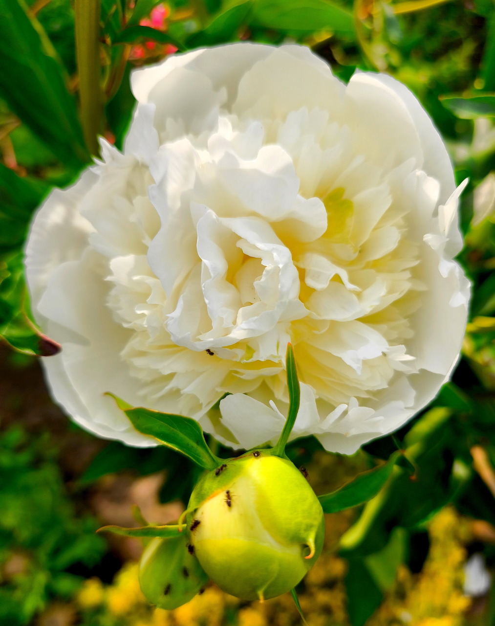 Close-up of a fully bloomed white peony flower with a green bud beneath it in a garden
