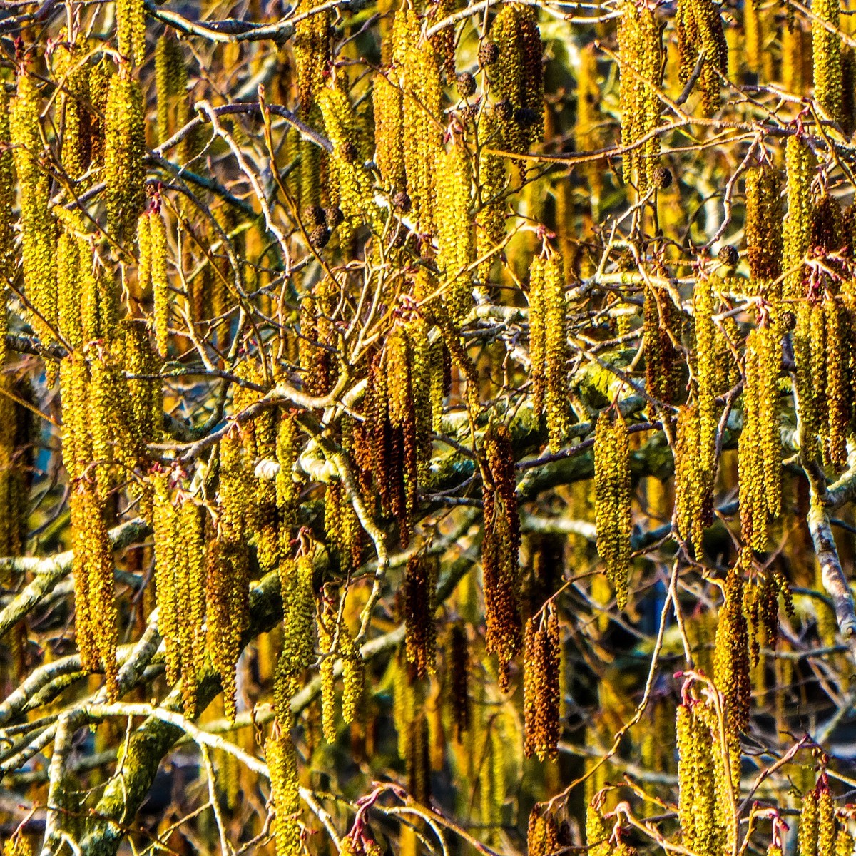 Close-up of many hanging catkins on bare tree branches in warm sunlight