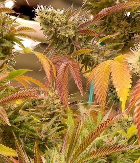Close-up of cannabis buds and colorful serrated leaves in green, yellow, and purple