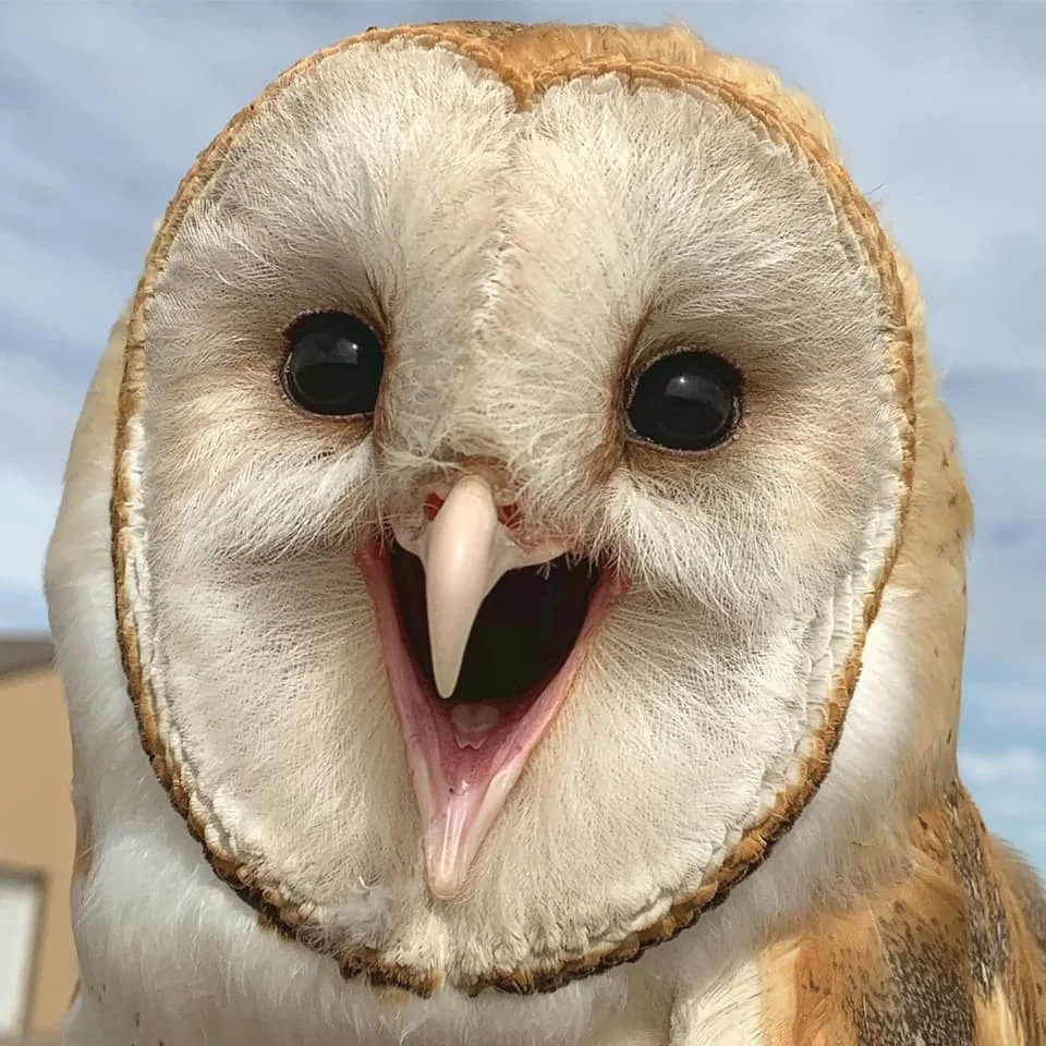 Close-up of a barn owl with its beak open against a blue sky