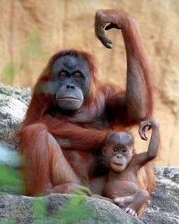 Orangutan Mother Baby