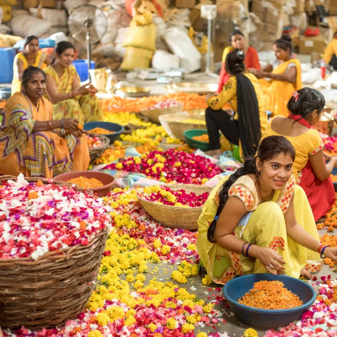 Women in traditional Indian dress sorting colorful flower petals in woven baskets outdoors