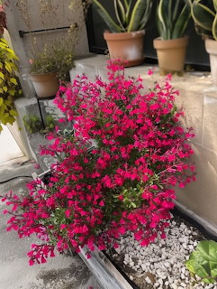 Pink Bougainvillea Garden