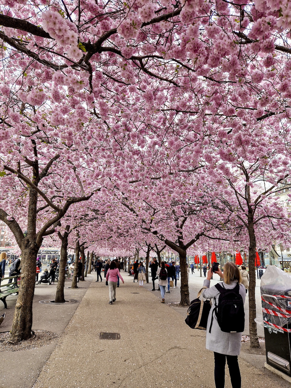 Person photographing pink cherry blossom trees lining a park path with pedestrians walking under the blooming canopy