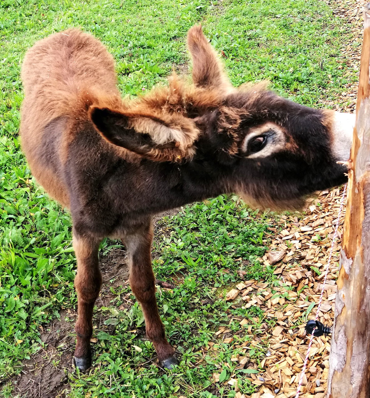 Baby Donkey Chewing Fence