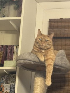 Orange Tabby Cat