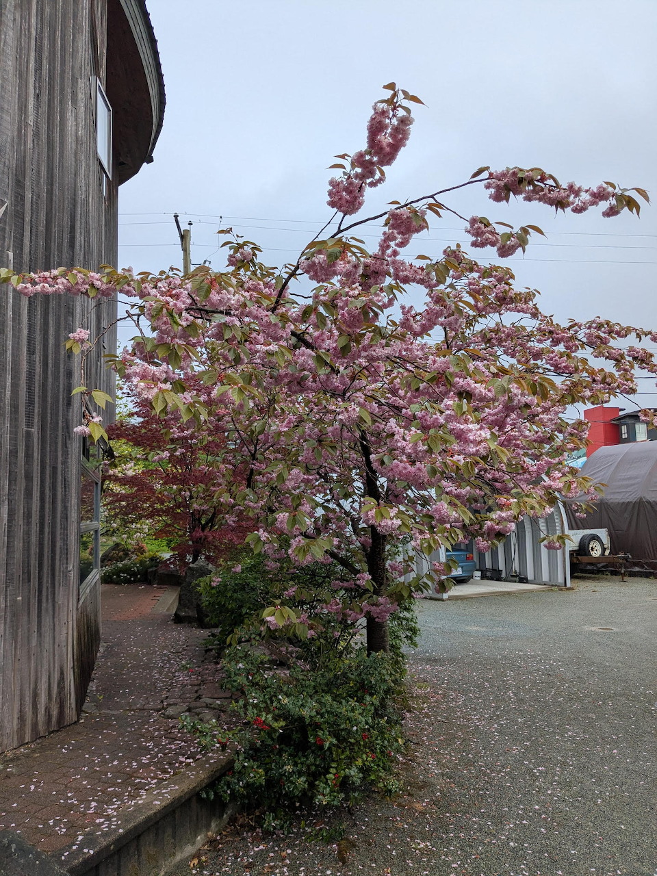 Pink cherry blossom tree in bloom next to a dark wooden barn wall on a cloudy day
