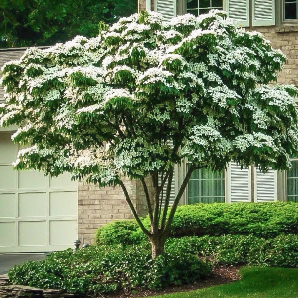 Kousa Dogwood Tree in Bloom